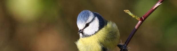 Blue Tit:
Blue Tit