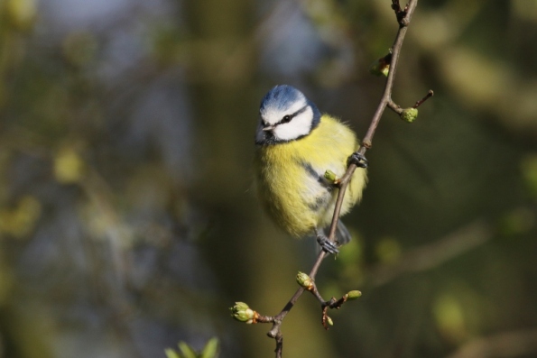 Blue Tit