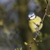 View the image: Blue Tit