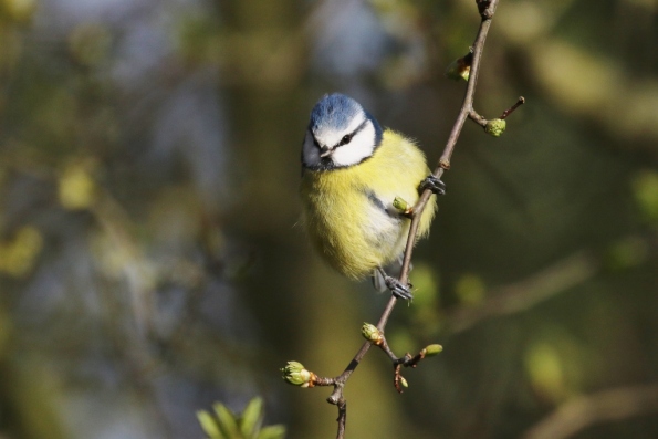 Blue Tit