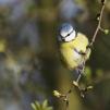 View the image: Blue Tit