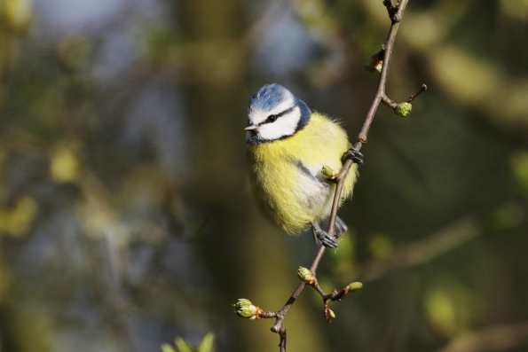 Blue Tit