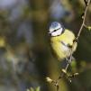 View the image: Blue Tit