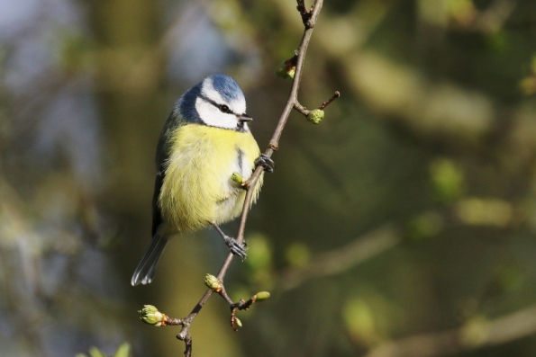 Blue Tit