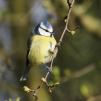 View the image: Blue Tit