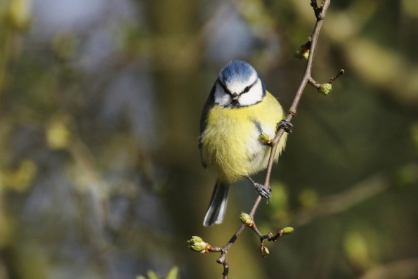 Blue Tit