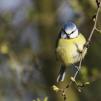 View the image: Blue Tit