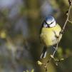 View the image: Blue Tit