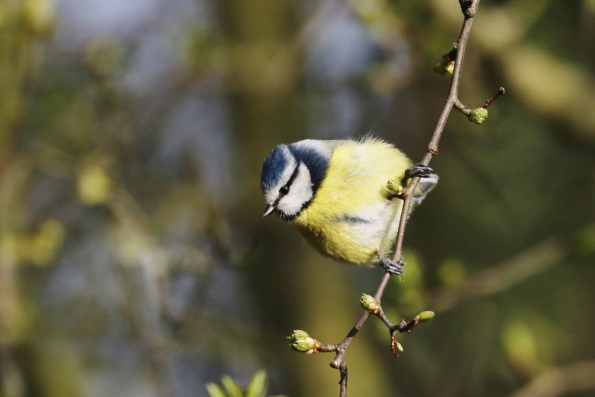 Blue Tit