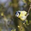 View the image: Blue Tit