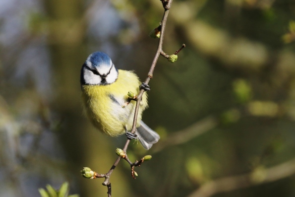 Blue Tit