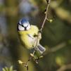 View the image: Blue Tit