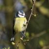 View the image: Blue Tit