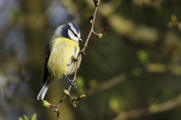 Blue Tit