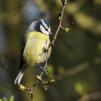 View the image: Blue Tit