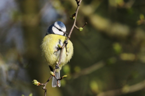 Blue Tit