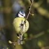 View the image: Blue Tit