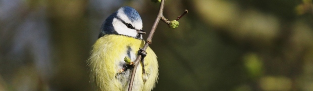 Kiveton Community Woodland:
Blue Tit:
Blue Tit