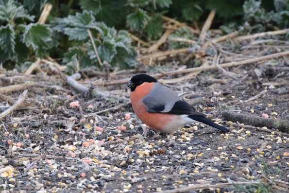 Bullfinch (male)