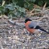 View the image: Bullfinch (male)