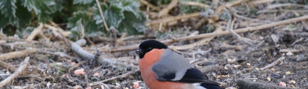 Bullfinch:
Bullfinch (male)