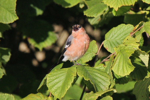 Bullfinch male