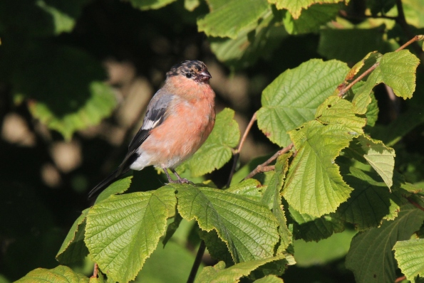 Bullfinch male