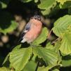 View the image: Bullfinch male