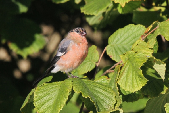 Bullfinch male