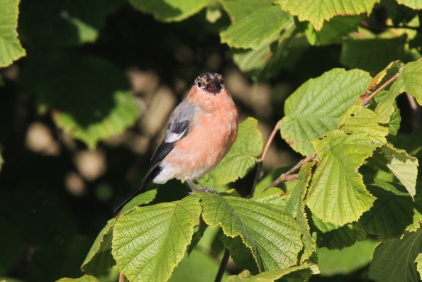 Bullfinch male