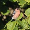 View the image: Bullfinch male