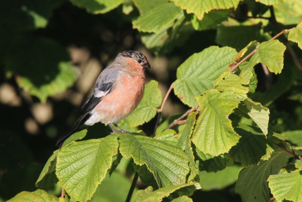 Bullfinch male