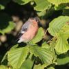 View the image: Bullfinch male