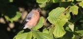 View the Album: Bullfinch
 6 images