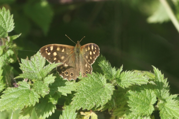 Speckled Wood