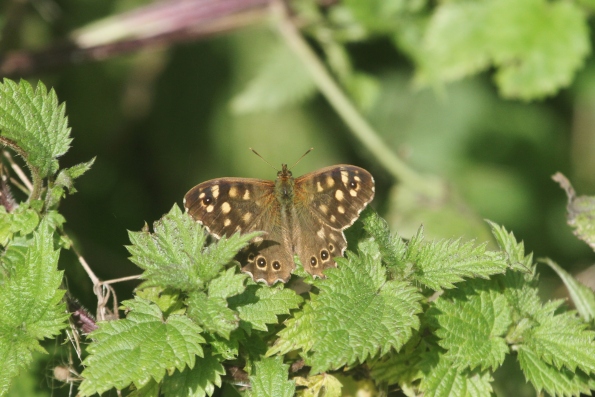 Speckled Wood