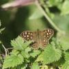 View the image: Speckled Wood