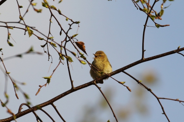 Chiffchaff