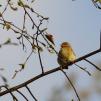 View the image: Chiffchaff