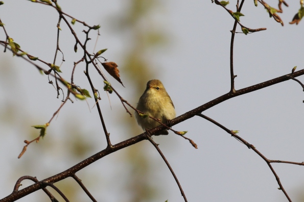 Chiffchaff