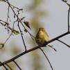 View the image: Chiffchaff