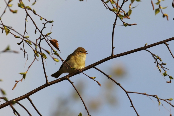 Chiffchaff