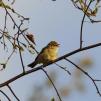 View the image: Chiffchaff