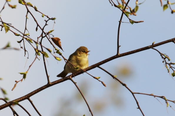 Chiffchaff