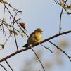 View the image: Chiffchaff