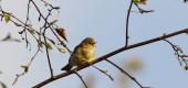 View the Album: Chiffchaff
 4 images