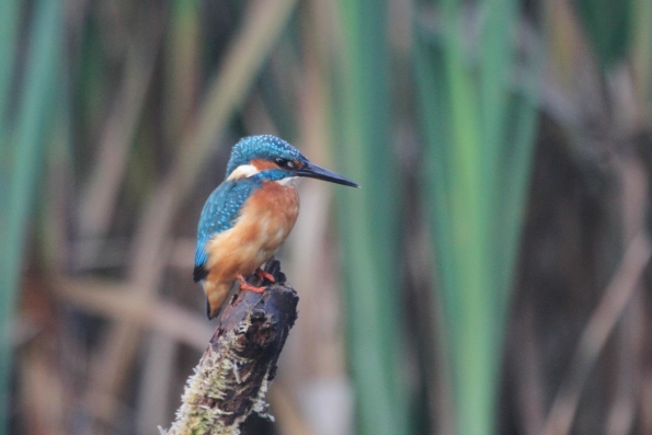 Kingfisher (male)