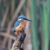 View the image: Kingfisher (male)