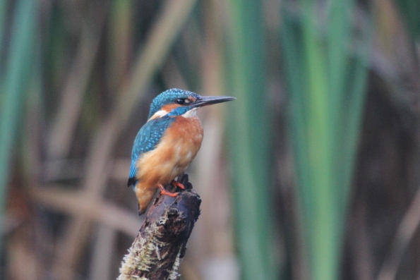 Kingfisher (male)