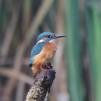 View the image: Kingfisher (male)